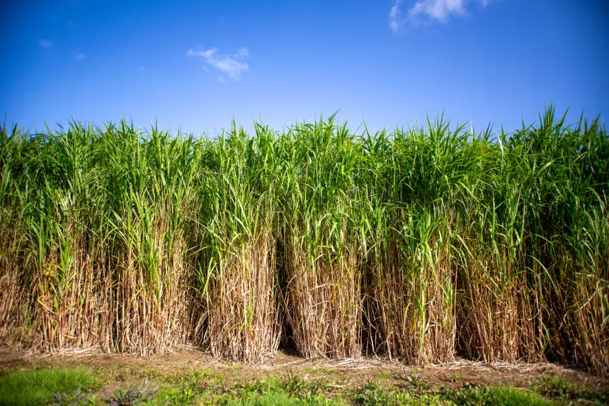 Lire la suite à propos de l’article Et si vos murs poussaient dans les champs !!
